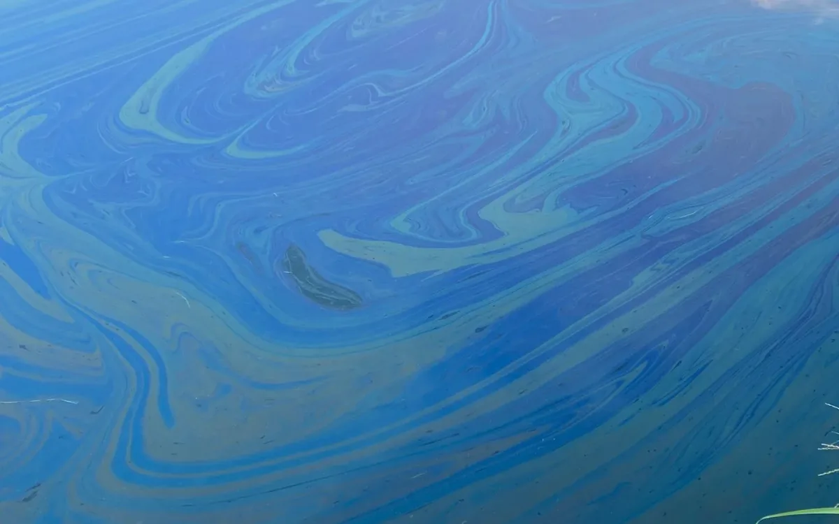 Close view of an iridescent oil sheen on the canal water surface