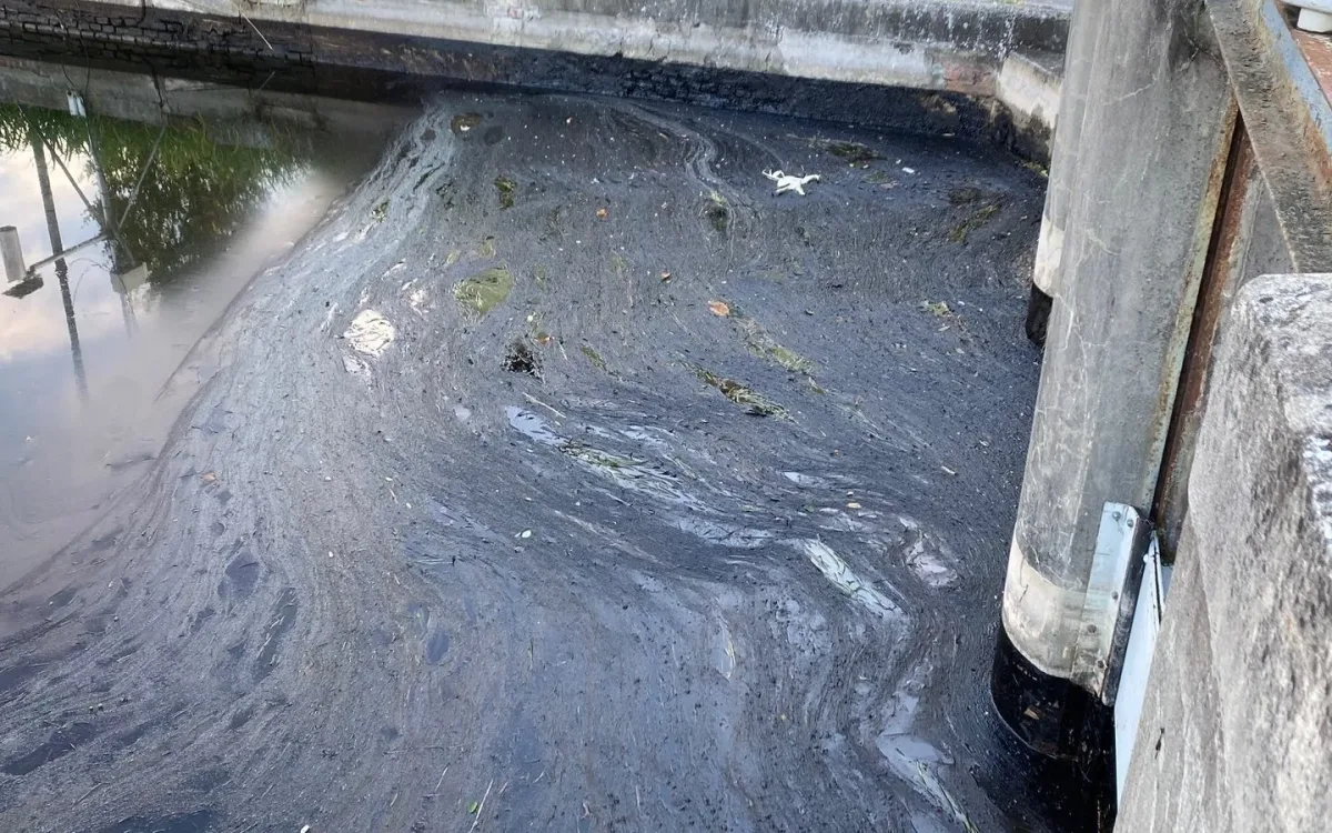 Weathered hydrocarbons accumulated against the sluice gates of the canal