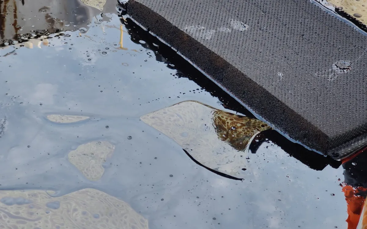 Absorbent pad after absorbing oil, surrounded by residual oil on the water